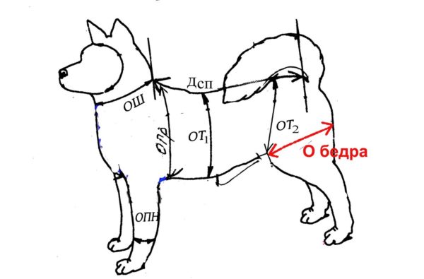 Схема: как снять мерки с собаки