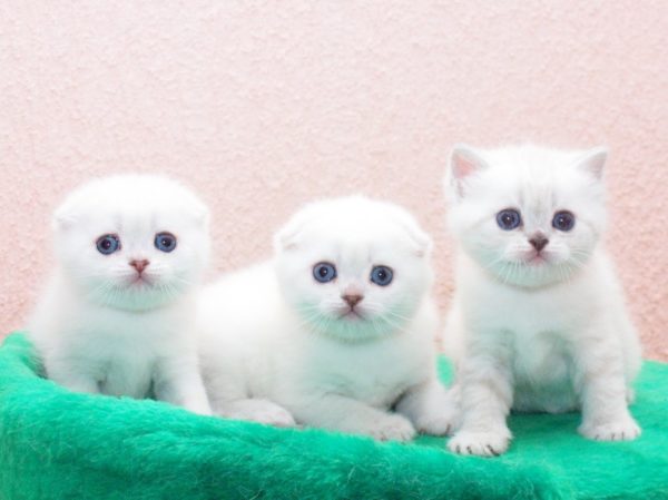 Шотландские котята «белый солид»