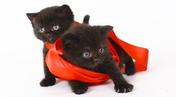 Британские котята с перспективой на цвет «чёрный солид»