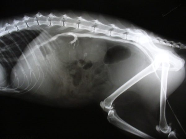 Снимок кошачьих лёгких