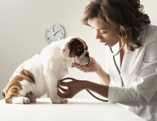 Временные рамки лечения препаратом следует обсуждать с ветеринаром