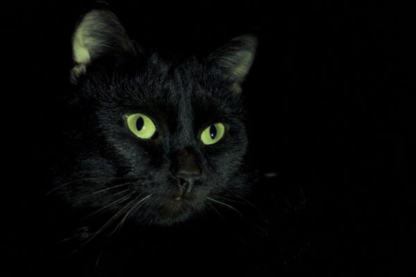 Получить насыщенные зелёные глаза у кошек непросто