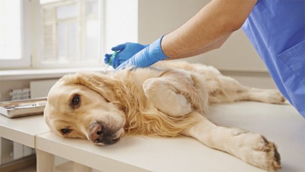 Визуальный осмотр и пальпация – первое, что сделает ветеринарный врач