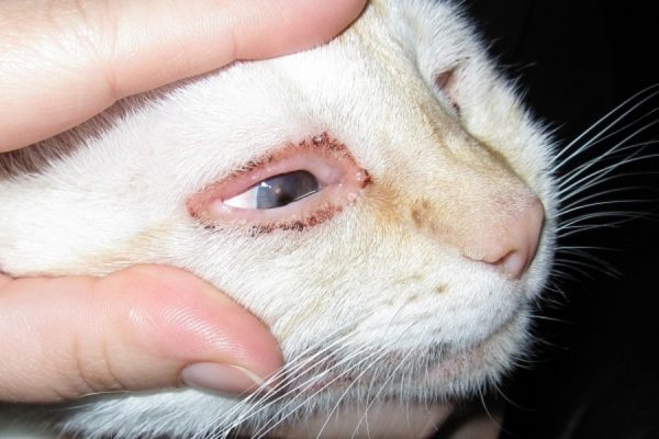 Хламидии поражают глаза животного
