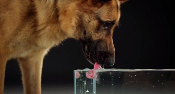 Чистая прохладная вода должна всегда стоять в свободном для собаки доступе