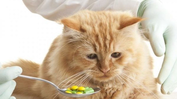 Кошкам с авитаминозом при нормальном рационе, назначают витаминные комплексы дополнительно