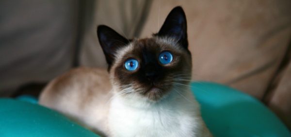 У сиамских кошек потрясающей красоты синие глаза, но окрас далёк от белоснежного