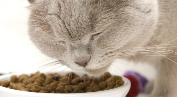 Правильно составленный рацион – залог здоровья домашней кошки