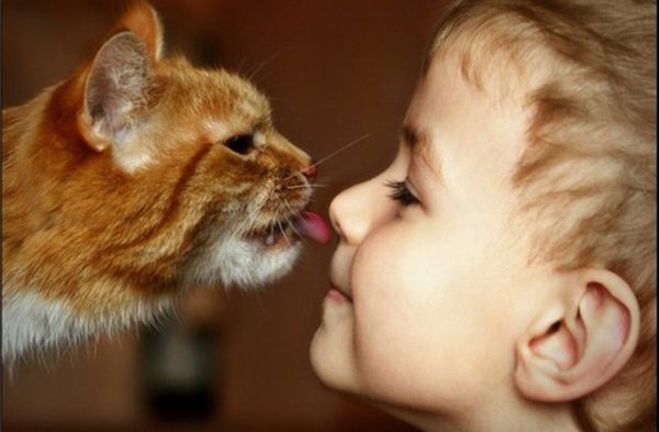Кошка способна «наградить» человека рядом проблем со здоровьем
