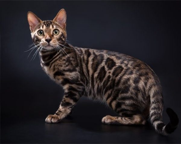 Азиатская табби – самые пёстрые из всей азиатской группы кошачьих пород