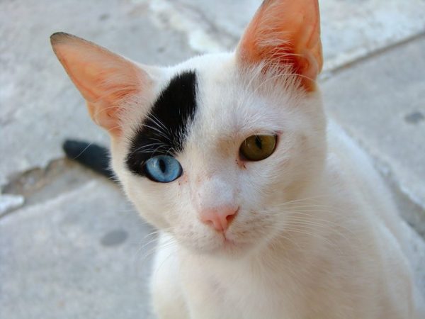 Разноглазая черно-белая кошка