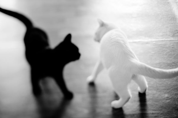 Считается, что чёрно-белые кошки «наследуют» характер чисто-белых и чёрных