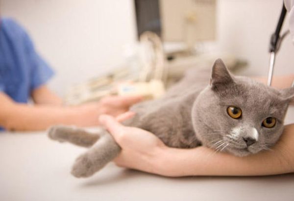 авить фурункулы коту самостоятельно запрещается, этим должен заниматься только ветеринарный врач