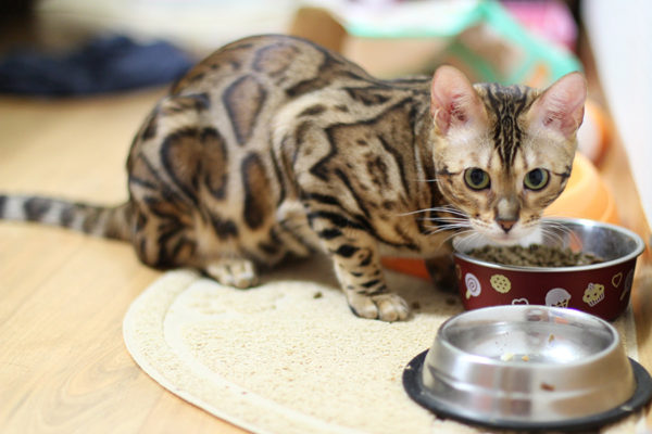 Сбалансированное питание нужно кошке с самого раннего возраста