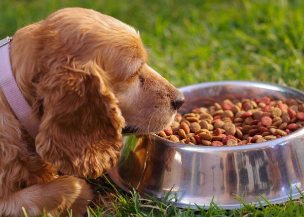 Правильно подобранный сухой корм обеспечивает собаку всем необходимым