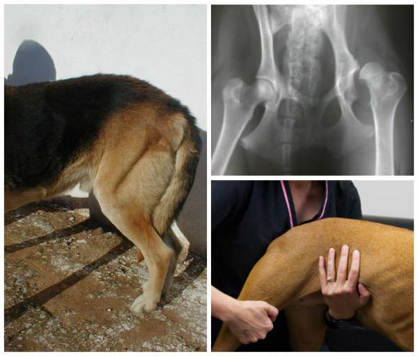 Дисплазия суставов у собак – как вовремя определить и вылечить