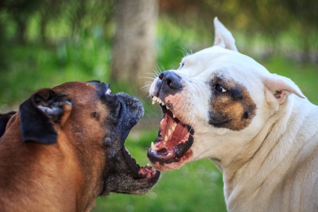 Агрессия бойцовских собак