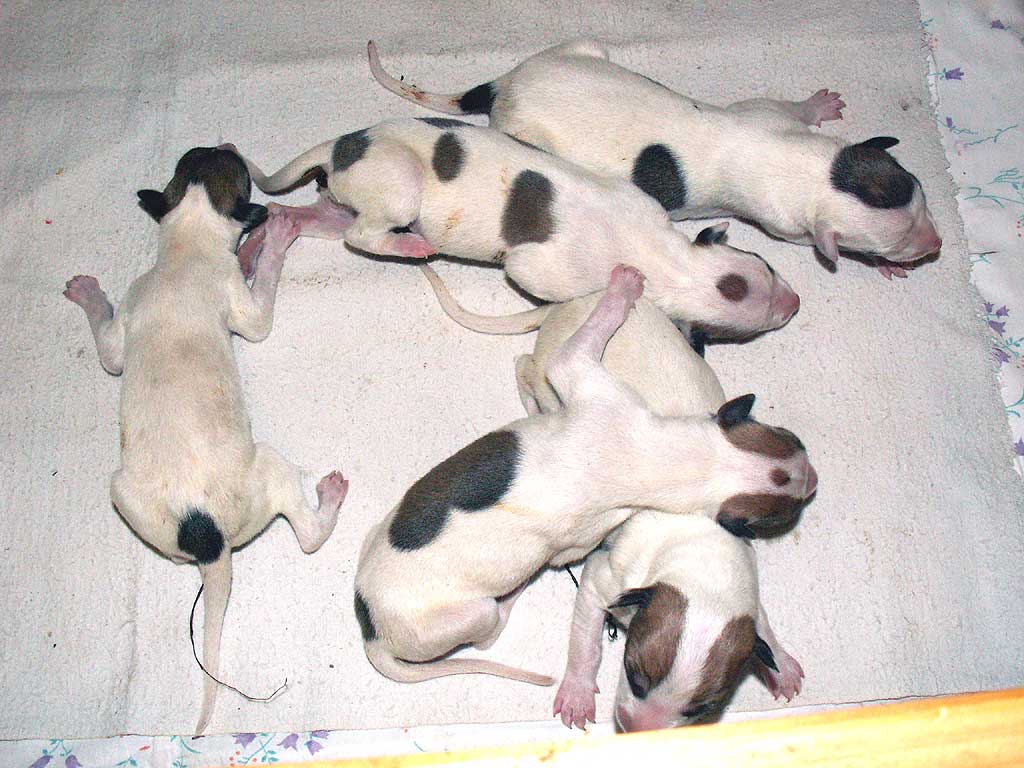 Новорожденные щенки грейхаунда