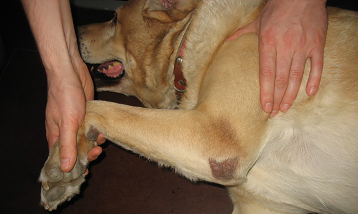 Крупным собакам требуется корректировать дозировку медикаментов в большую сторону, чтобы достичь необходимый для терапии эффект