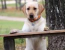Невоспитанный пес может принести массу проблем себе и окружающим