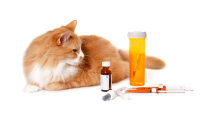 Какие антибиотики можно давать кошкам, список препаратов, дозировка