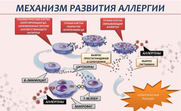 Антигистаминные препараты для собак: что выбрать и как применять