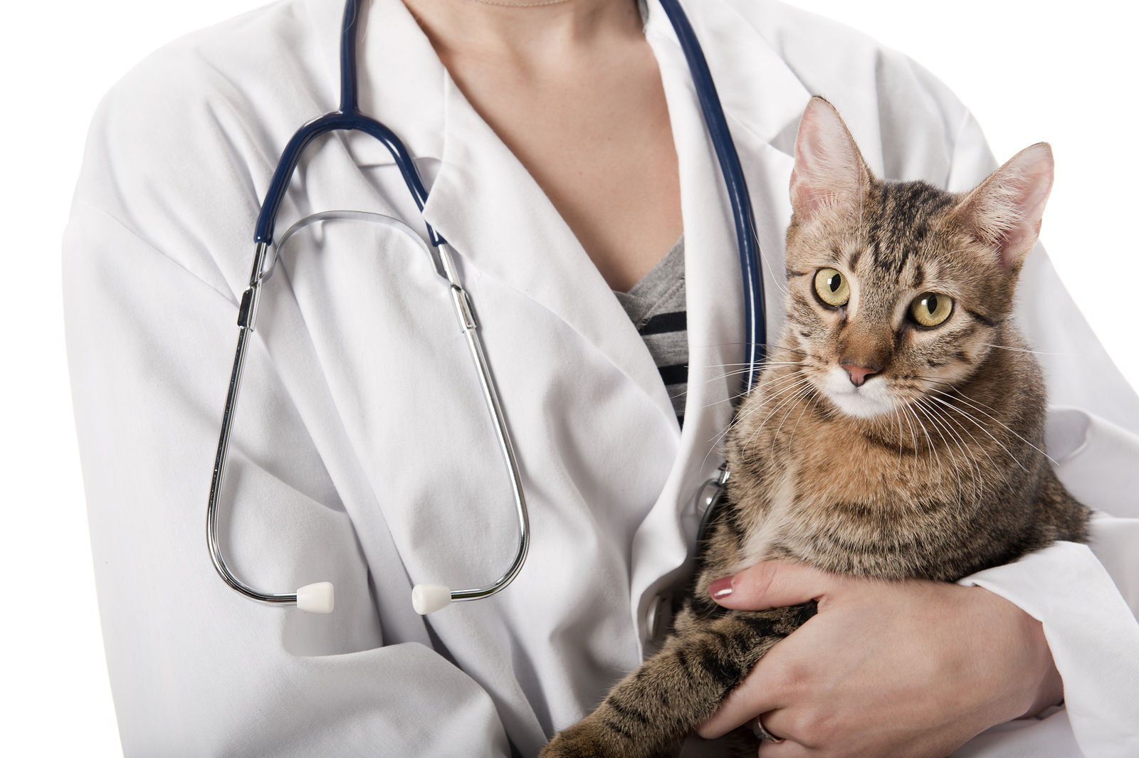 Заболевания опорно-двигательного аппарата у кошек и котов