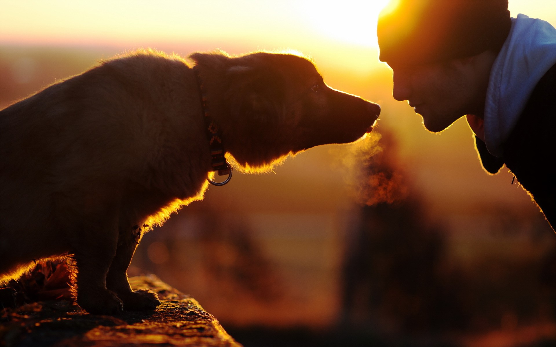 О намерениях человека собака узнаёт по запаху