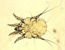 Otodectes cynotis