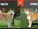 akita-vs-shiba-inu