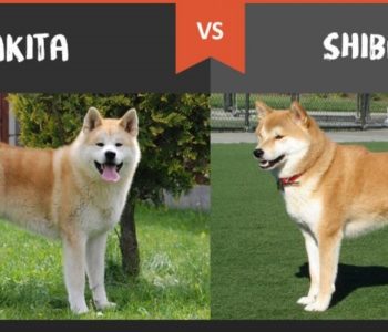 akita-vs-shiba-inu