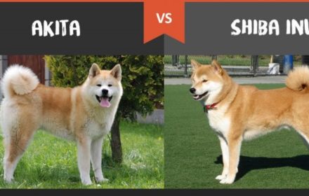 akita-vs-shiba-inu
