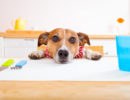 Владельцы с первых дней, когда щенок появился в доме, строго-настрого должны запретить ему воровать со стола