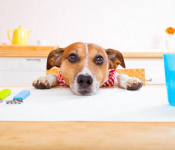 Владельцы с первых дней, когда щенок появился в доме, строго-настрого должны запретить ему воровать со стола