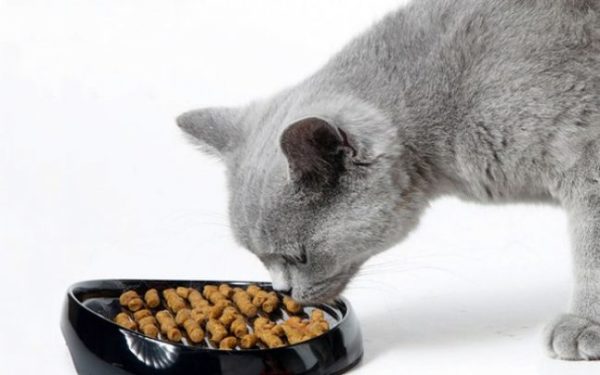 Керамическая миска отлично подойдет для кошки-аллергика