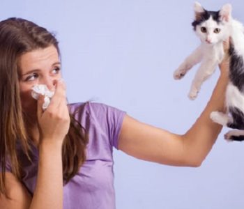 Аллергия на кошачью шерсть