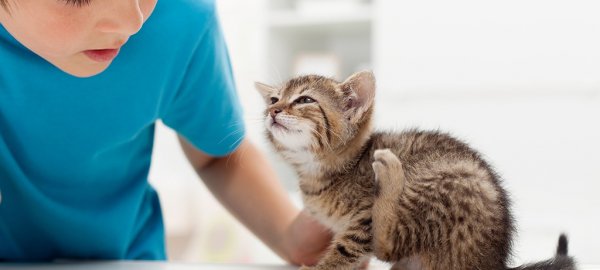 Аверсектиновую мазь можно использовать для лечения молодых кошек