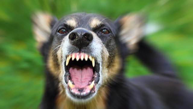 Агрессия у собак нередко является генетическим пороком