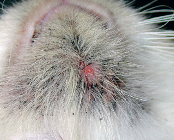 Акне у кошек появляется чаще всего в том месте, где шерсть короткая и редкая