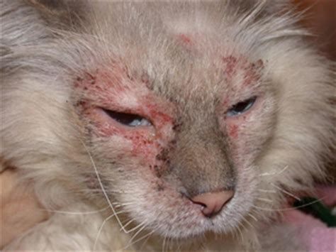 Аллергические высыпания у кошки