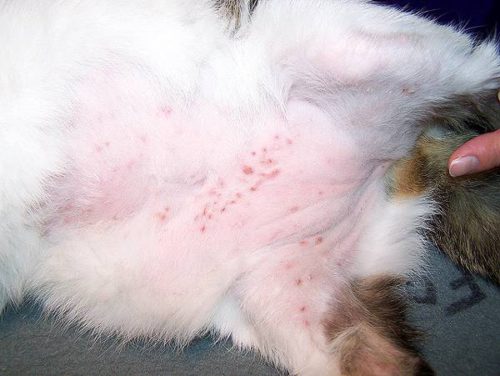 Аллергические реакции на теле кошки