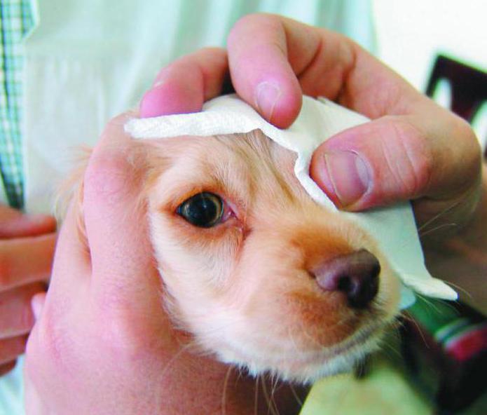 Аллергический коньюктевит у собак