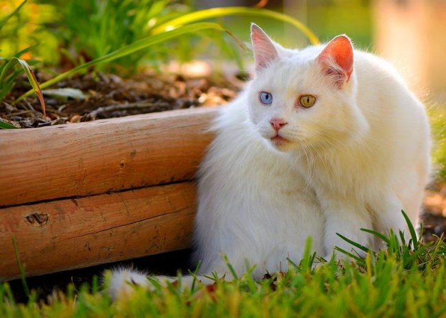 Ангорские кошки непоседливы, монотонный образ жизни им придется не по нраву
