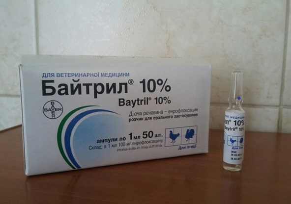 Эффективный антибактериальный препарат Байтрил против черного акантоза