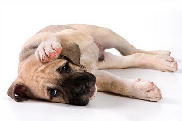 Баланопостит у собак способен протекать как в лёгкой, так и осложнённой форме