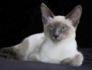 Балинезийская кошка