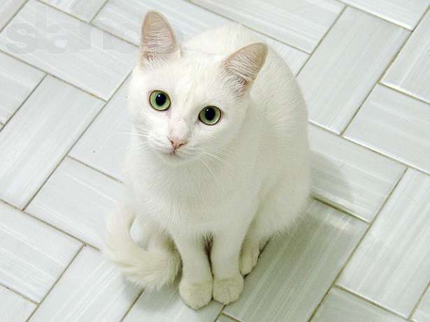 Белый кот, согласно приметам, притягивает к себе только хорошее