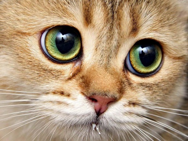 Мутный глаз у кошки основные причины и методы лечения