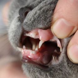Лечение зубного камня у кошек причины появления симптомы профилактика