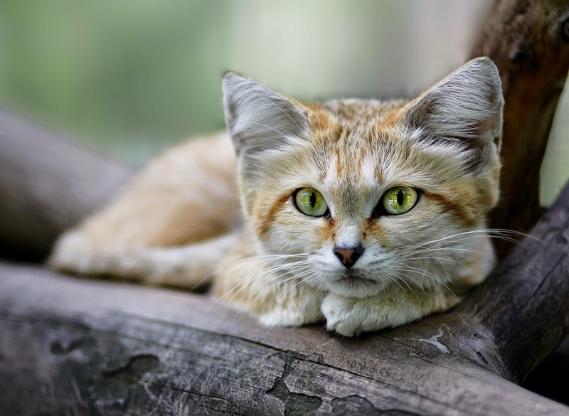 Большие глаза песчаного кота могут подвести его в момент столкновения с врагом